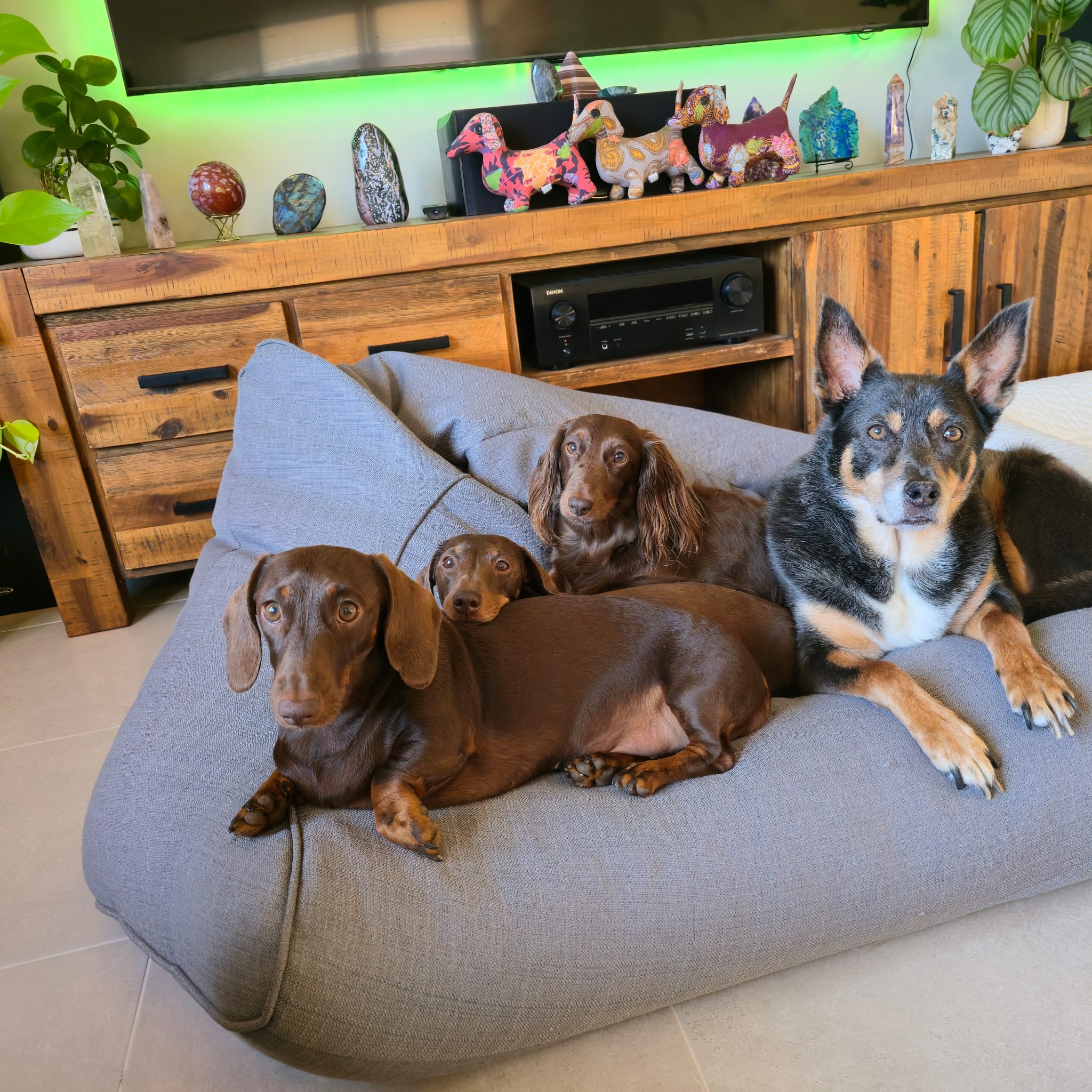 The dogs together on a bean bag